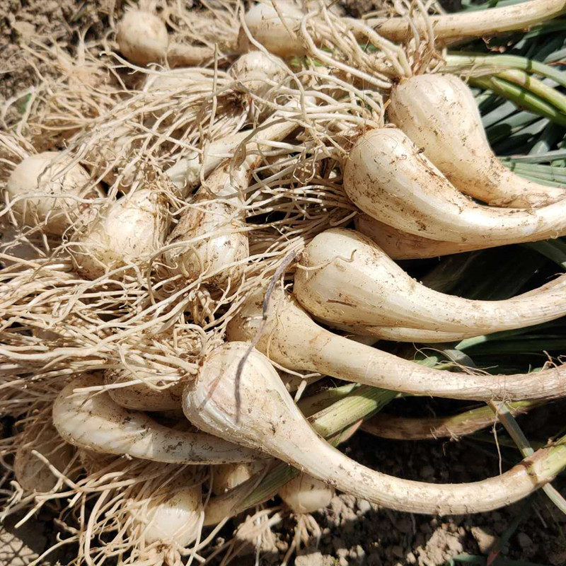 农家藠头新鲜荞头叫头现挖现发恩施特产当季其它