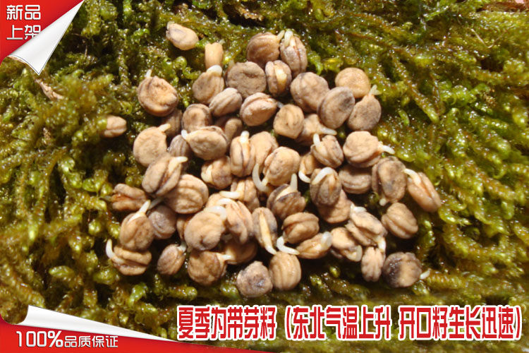 人参种子红参白参催芽籽野人参山参新品上市甩卖开口籽鲜种子新货