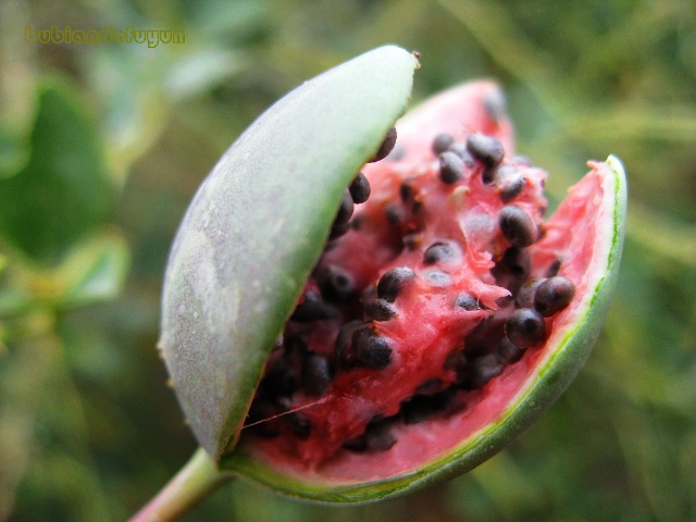 新疆正宗野生野西瓜野生中药材干货500克包邮老人外敷泡酒小西瓜