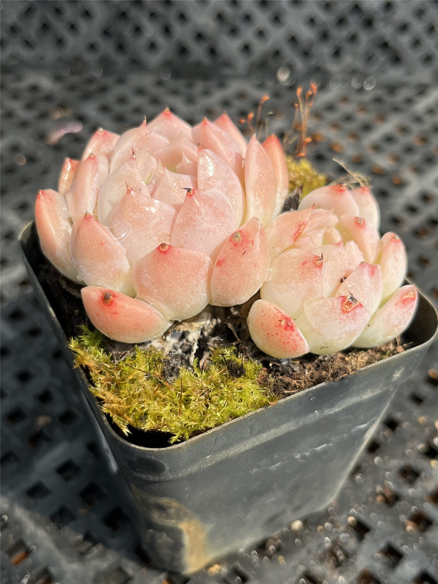 雪媚娘精品货多植物精控一物一拍多肉植物