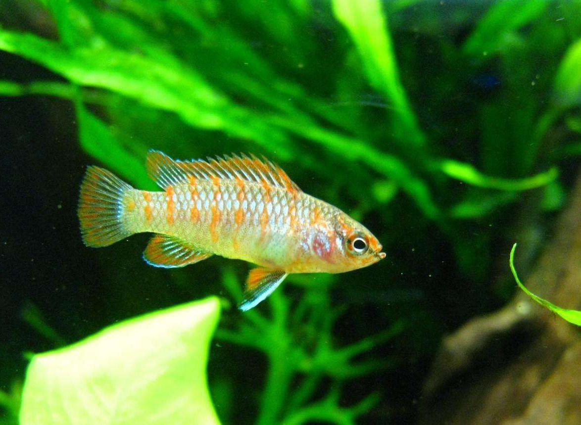 变色变色龙龙鱼火焰草缸热带观赏鱼活体梦幻鱼草鱼