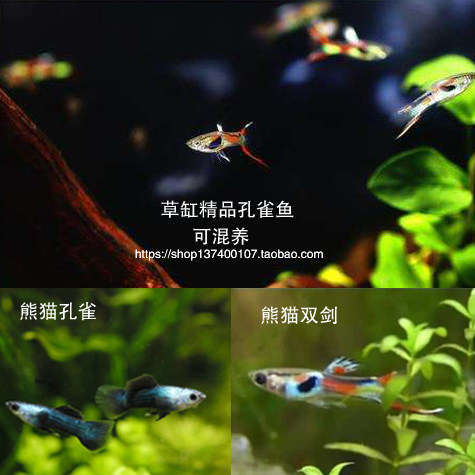 孔雀熊猫双剑剑鱼之王胎生鱼蓝孔公母配对鱼