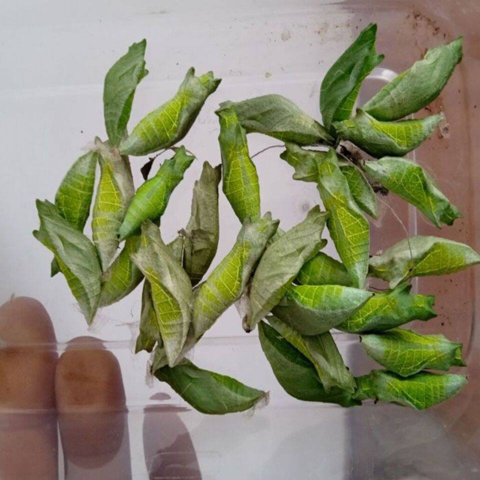 蝴蝶幼虫活体蝴蝶蛹羽化过程体验蝴蝶儿童观察柑橘凤蝶玉带凤蝶蛹