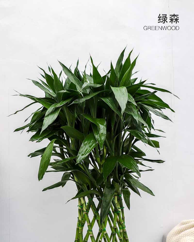 杭州绿森富贵富贵竹竹笼大型绿植转运办公室客厅大型绿植