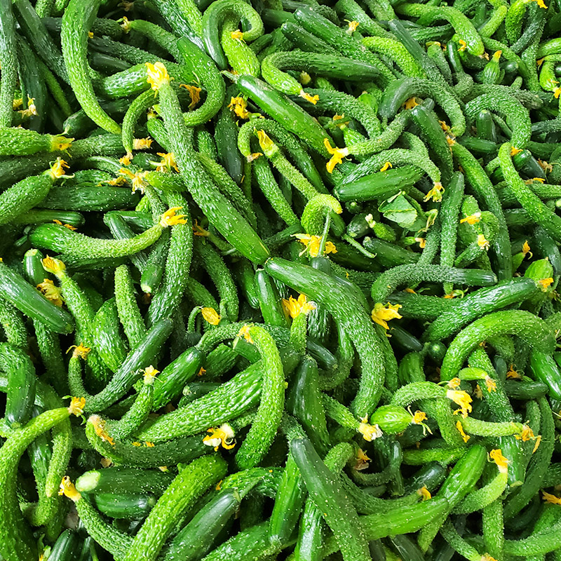 黄瓜蔬菜小黄瓜新鲜扭腌咸菜小青瓜迷你可吃5斤黄瓜