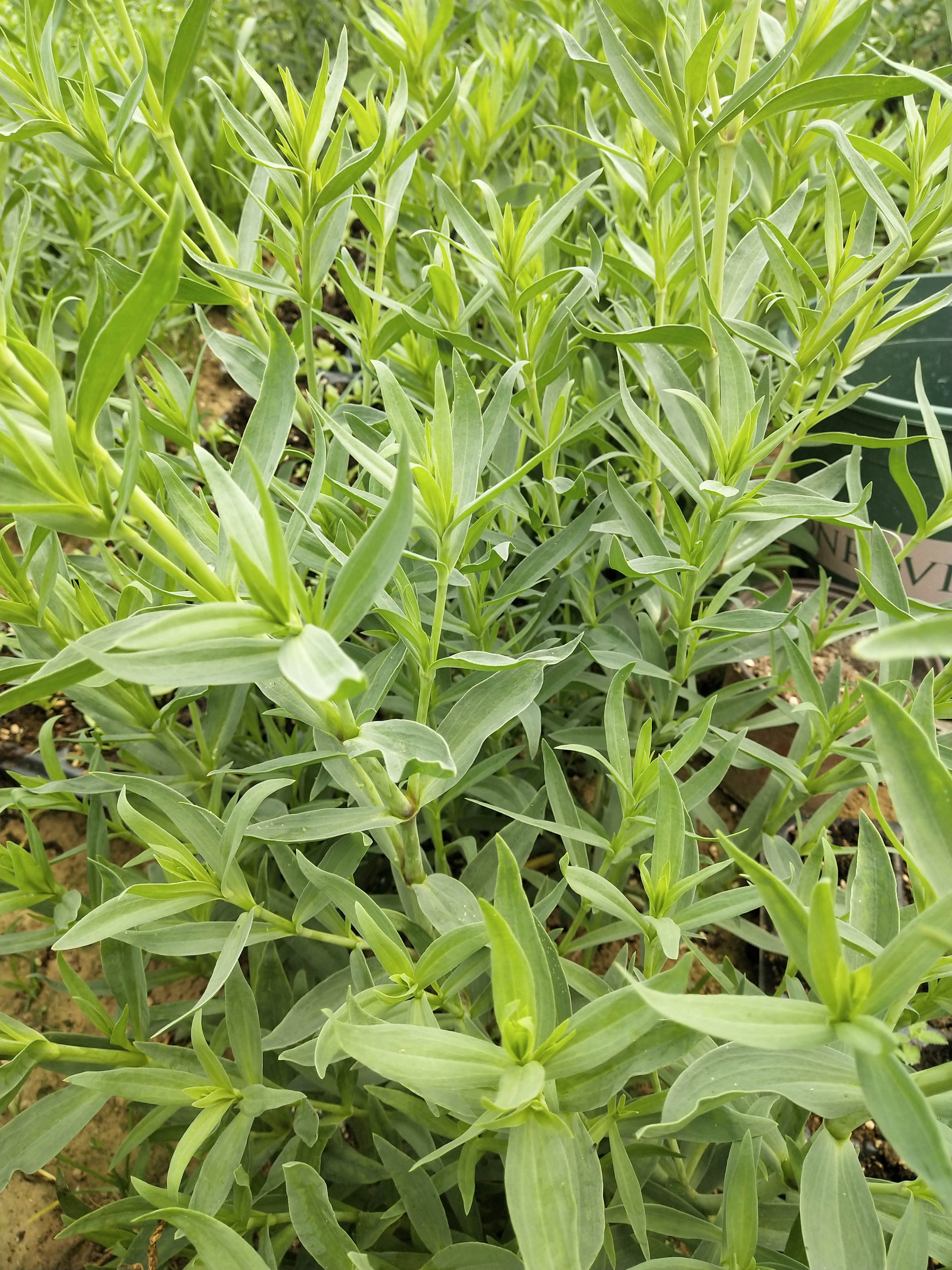 切花重满天星花苗盆栽宿根多年生庭院花店同款伊洛时令草本花卉