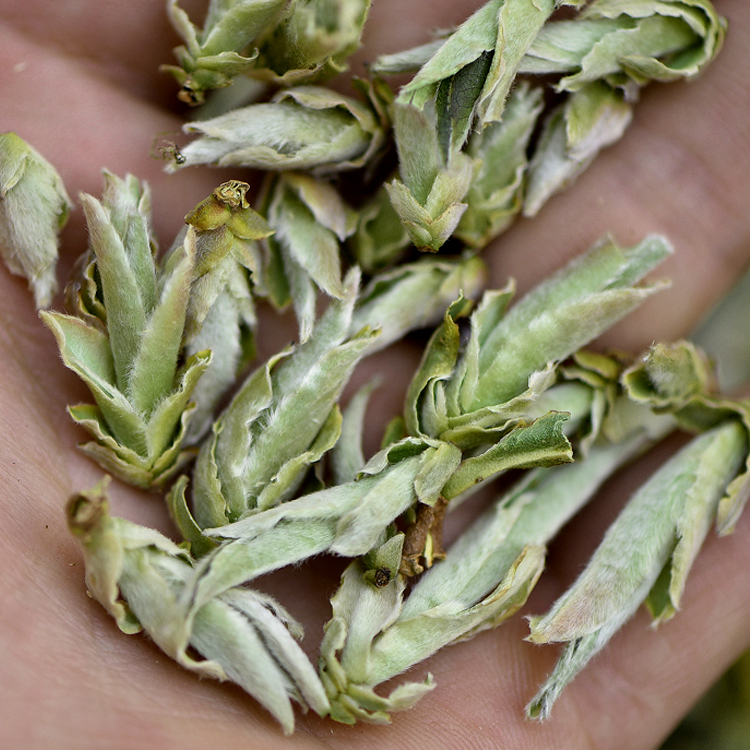 芽孢2022早春春茶云南普洱茶茶叶古树野生茶白普洱