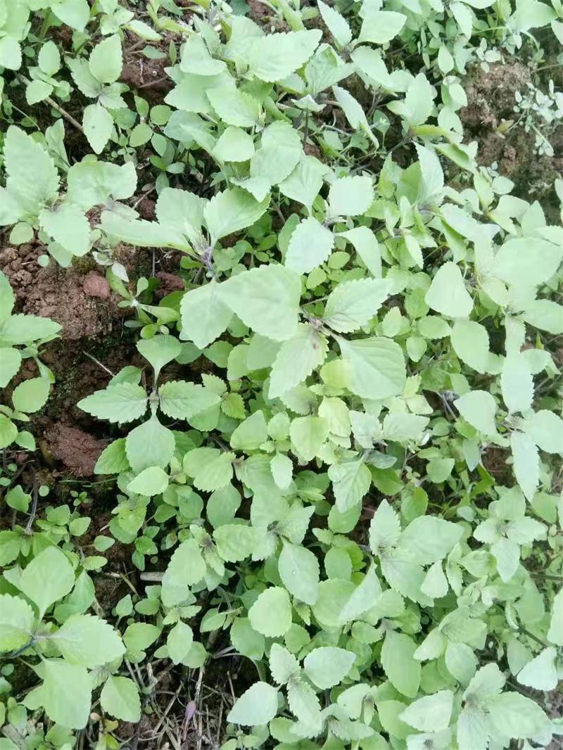 野鱼香草川滇香薷木姜菜大叶薄荷豆花蘸料调味香料山野菜种子包邮