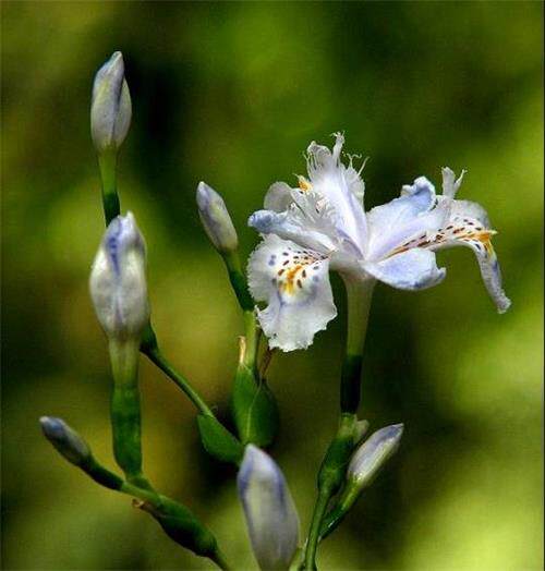 四川野生特色鸭儿花鸢尾花蝴蝶花山花扁竹根种植盆栽3株价药材苗