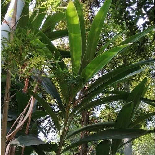 种植四川泸州良姜苗种黄粑叶叶儿粑苗常绿植被绿植