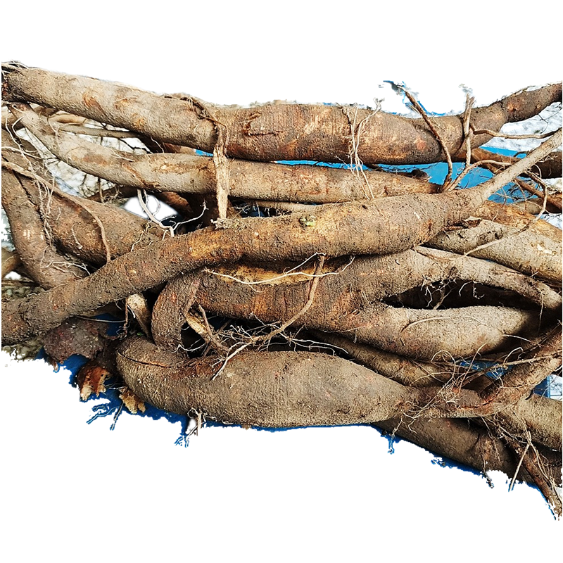 苎麻麻根贵州新鲜根山孕妇止血安胎中药材野麻根其他药食同源食品