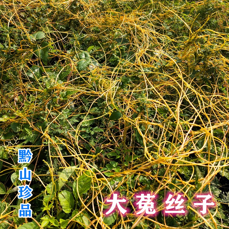 贵州菟丝子无根金丝中草药黄丝藤兔丝晒干无娘500g其他药食同源食品