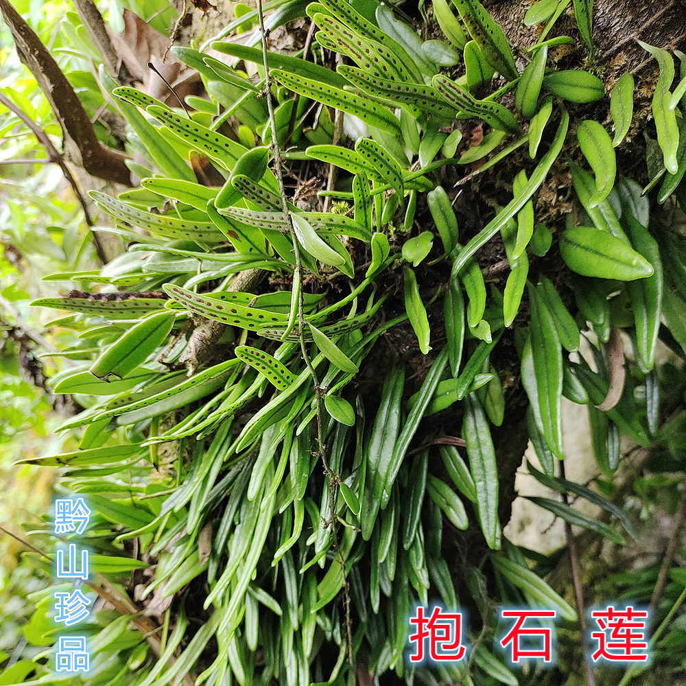 瓜子贵州草药深山抱石莲抱树莲金石金星菜瓜其他药食同源食品