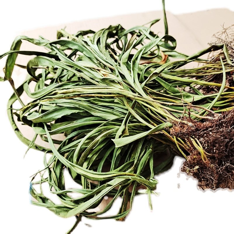 光石韦一一包牛皮凤尾中药材新鲜大石韦岩鸡尾其他药食同源食品