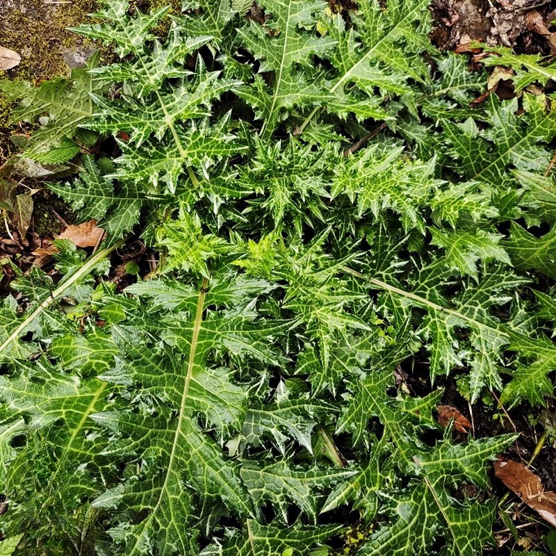大蓟根刺儿菜马蓟虎蓟刺蓟大刺刺菜大刺蓟大刺其他药食同源食品