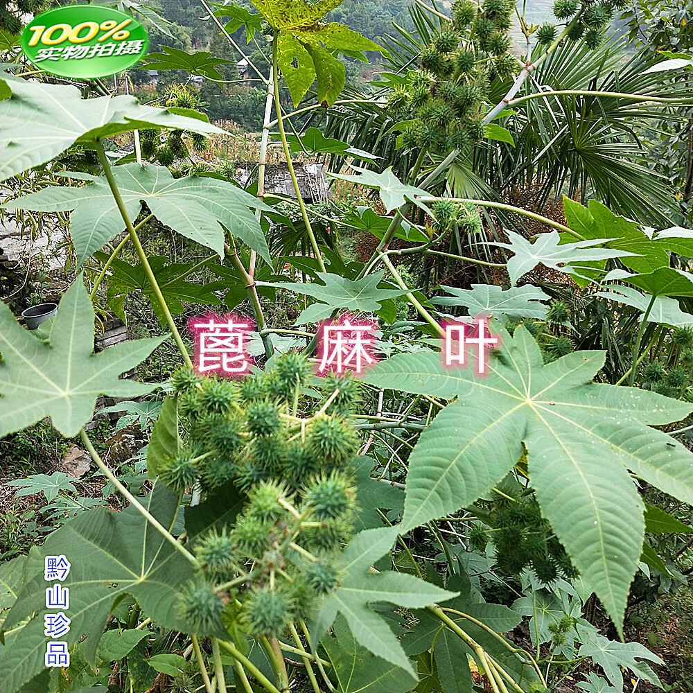 蓖麻麻叶麻子白梗蓖草麻现摘发白杆蓖新鲜500g绿植