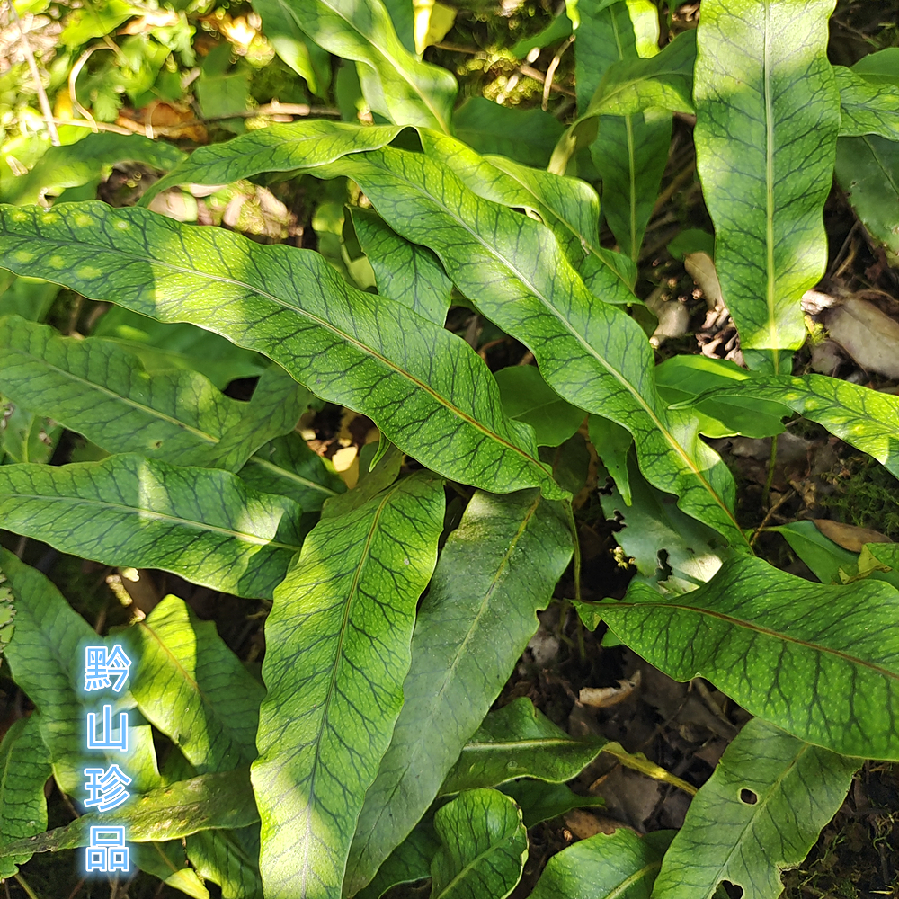 黄瓦韦韦石现发现采新鲜七星大石大瓦鸡尾金鸡尾其他药食同源食品