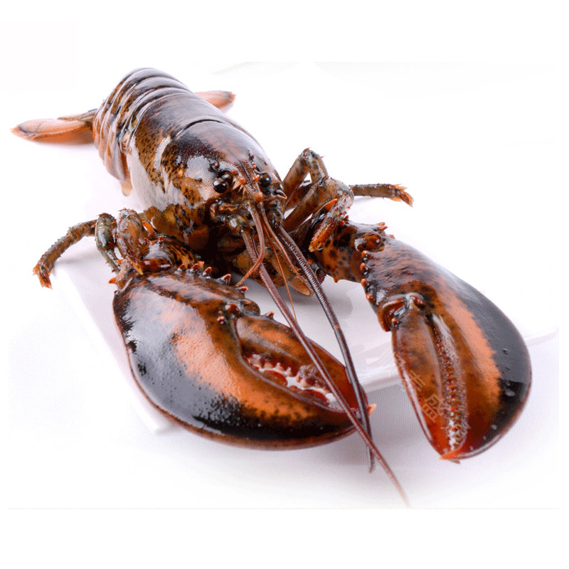 鲜活波士顿龙虾小龙虾海鲜400500g只