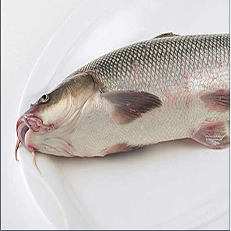鲜活鳕鱼500600g鲽鱼