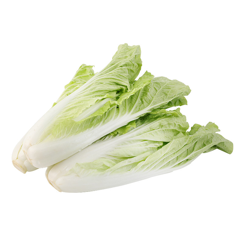 无公害普通白菜天津400g蔬菜叶菜类