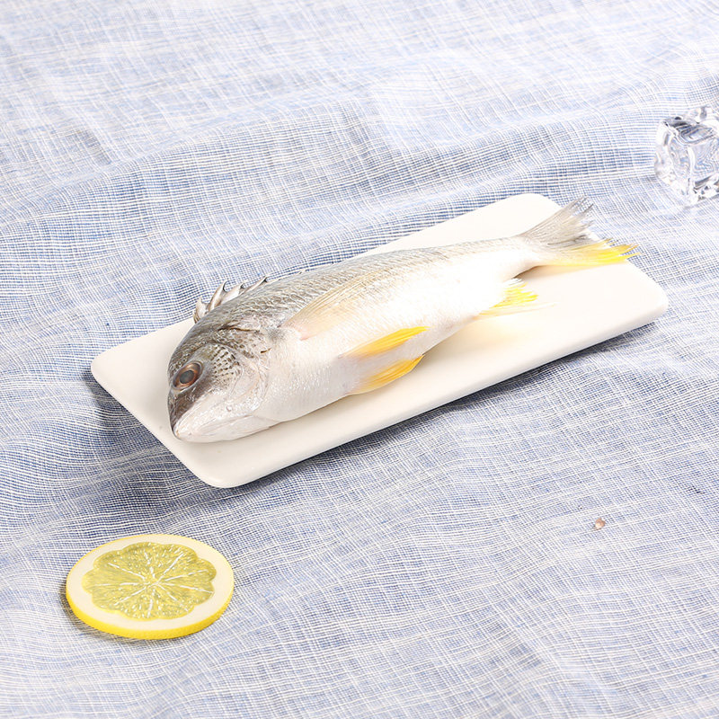 冰鲜黄金鲷鱼300400淡水鱼类