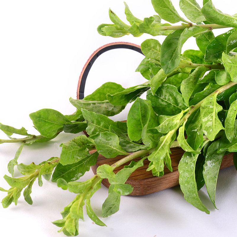 精选枸杞200g叶菜类