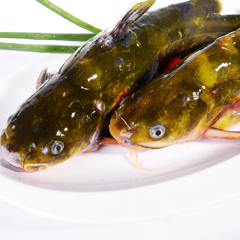 黄骨鱼黄辣丁黄腊丁100150g淡水鱼类