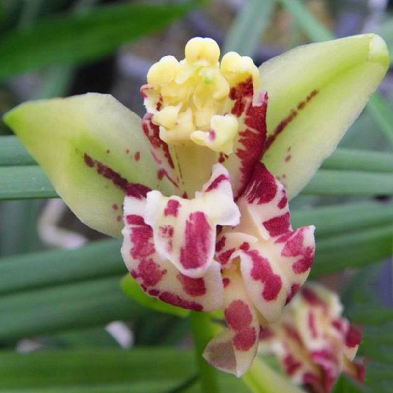 奇花浓香建兰四季梨山狮王兰花花苗夏带花苞时令草本花卉