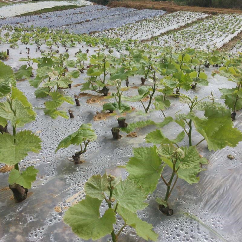葡萄葡萄树树苗1号双性花山山葡萄一年结果酿酒百变造型香皂