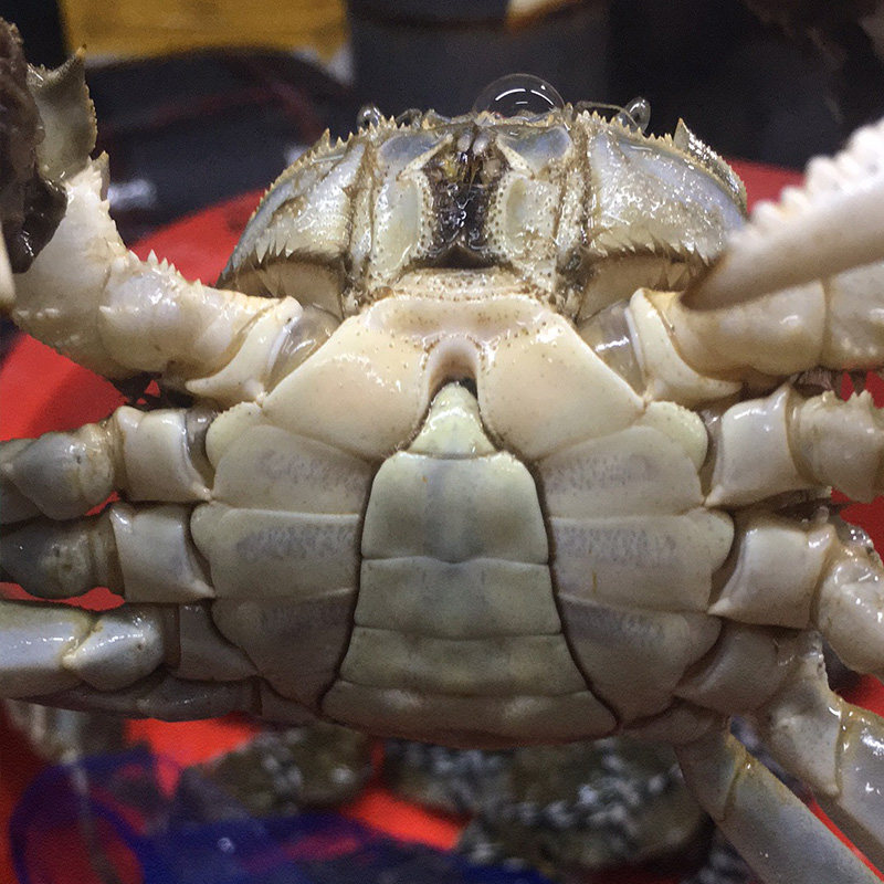 盘锦河蟹稻田大闸蟹全公鲜活特大35两10只礼盒大闸蟹