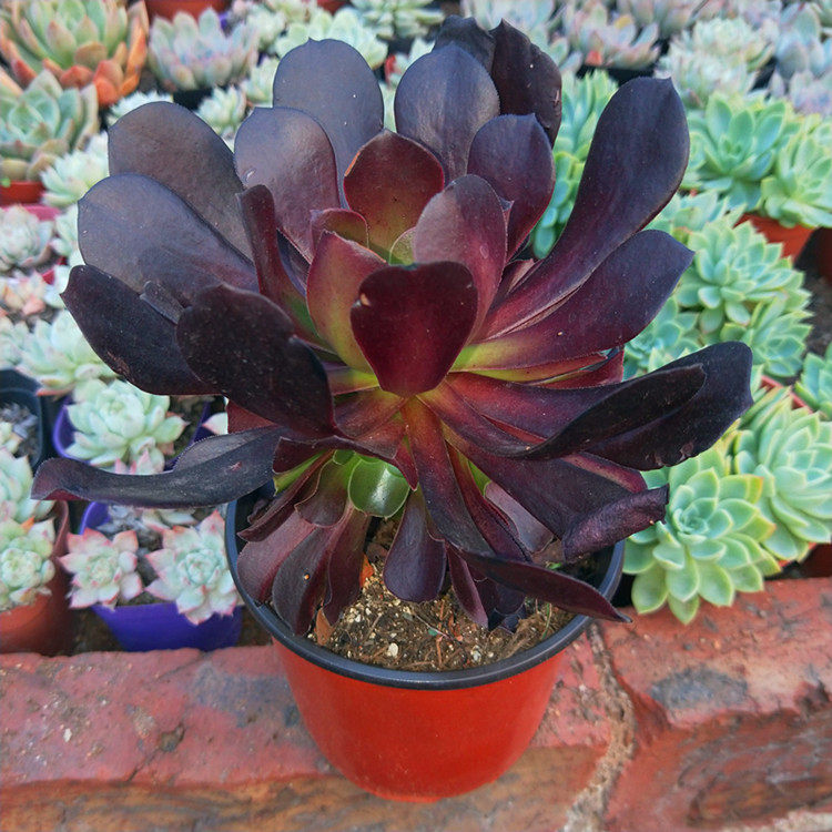 欧紫 多头群生 办公室电脑前防辐射吸甲醛多肉植物