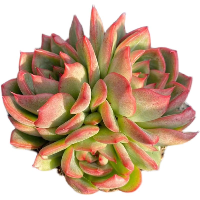 佛罗瑞安娜红色多头多肉植物开挂区一颗包邮包邮包多肉植物