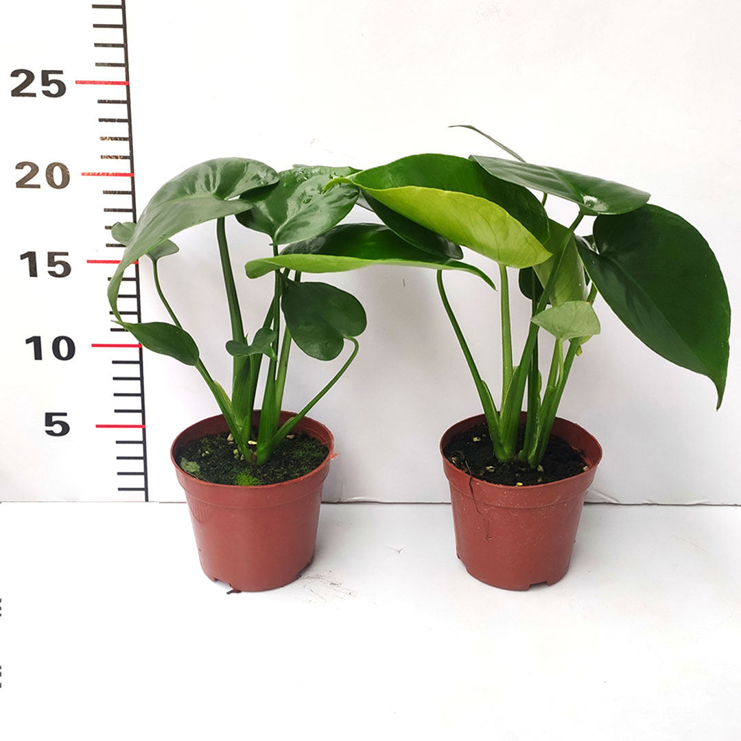仙洞龟背盆栽竹芋多孔甲醛花卉室内桌面客厅绿植