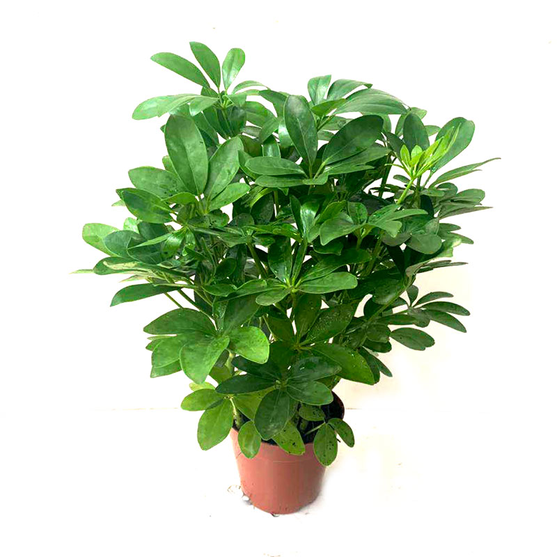 八方来鸭脚木大苗招财树老桩盆栽七叶莲水培阳台甲醛绿植