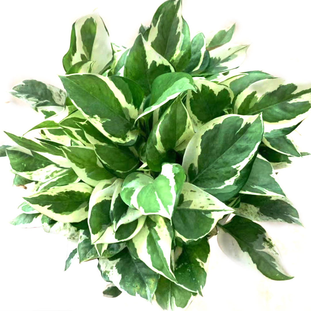 易养护净化空气常青四季植物白金叶植物花卉观阳台室内绿植