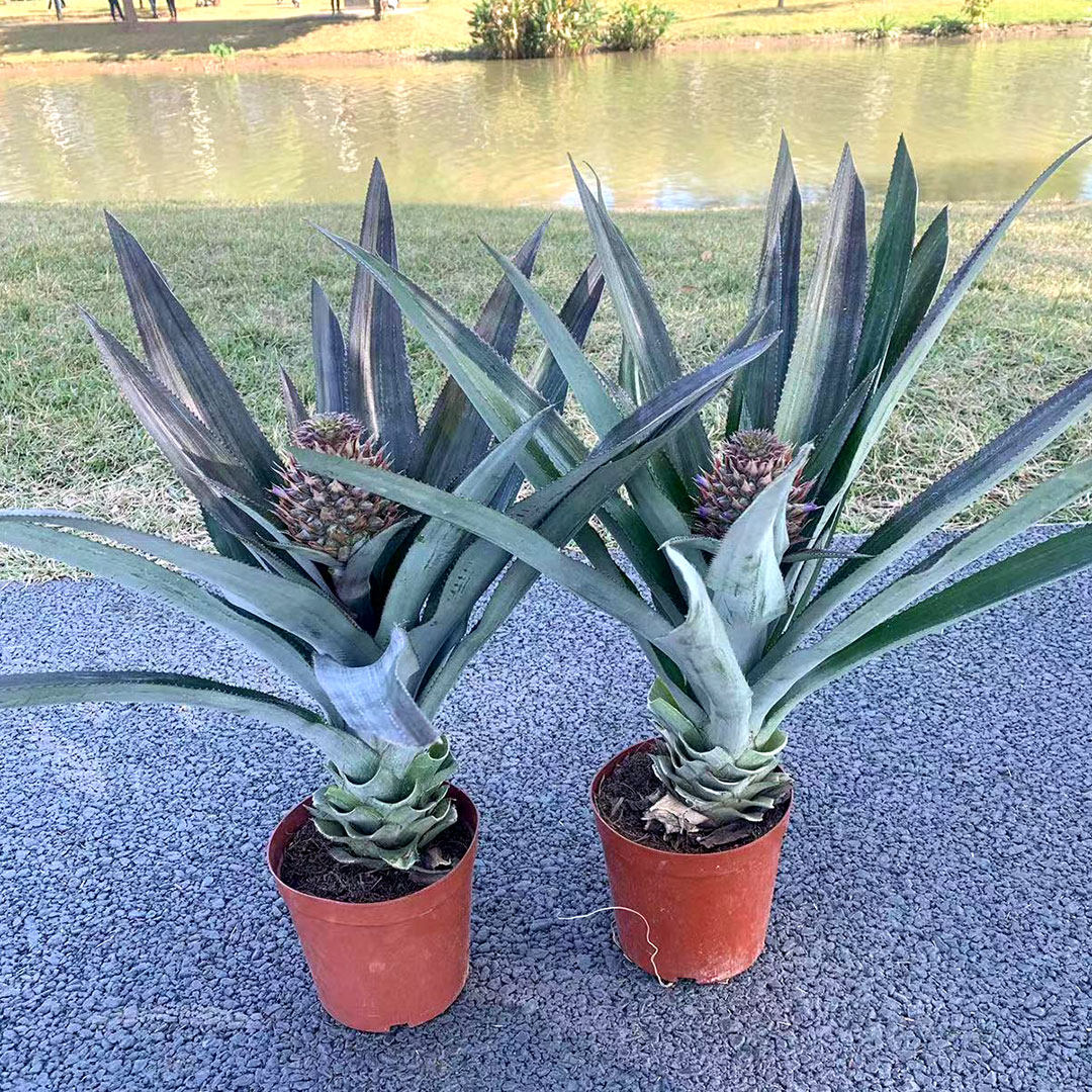 菠萝大盆盆栽带果植物水果果苗凤梨室外庭院绿植