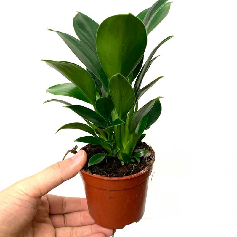 小金桌面绿植净化空气花卉常青四季办公桌金钻办公绿植