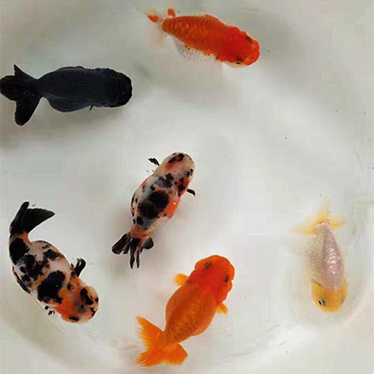 兰寿金鱼活体寿花寿红红白冷水鱼好养耐活观赏鱼鱼