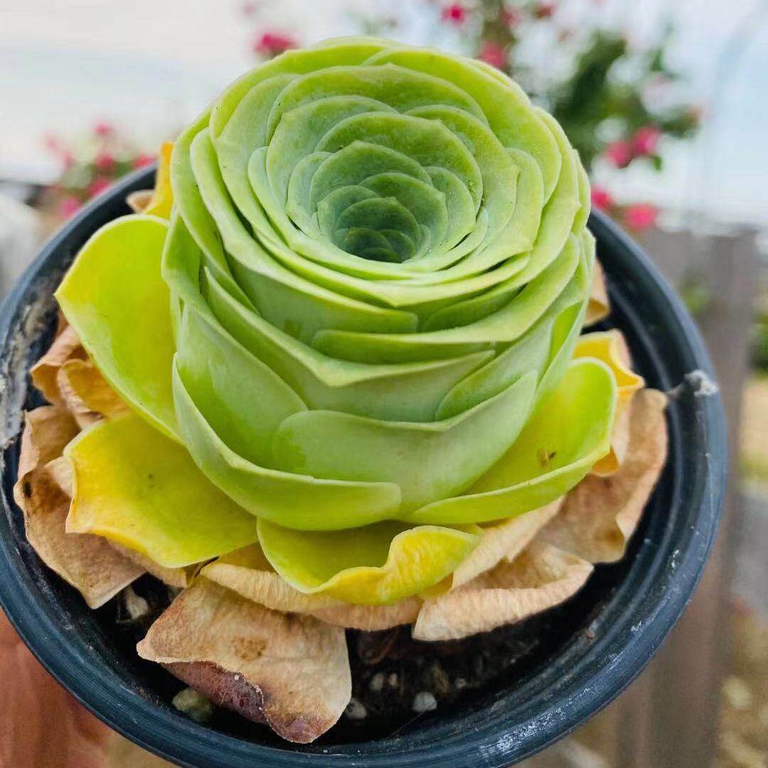 玫瑰酒杯鸡蛋黄金山地粉多植物阳台办公室桌面多肉植物