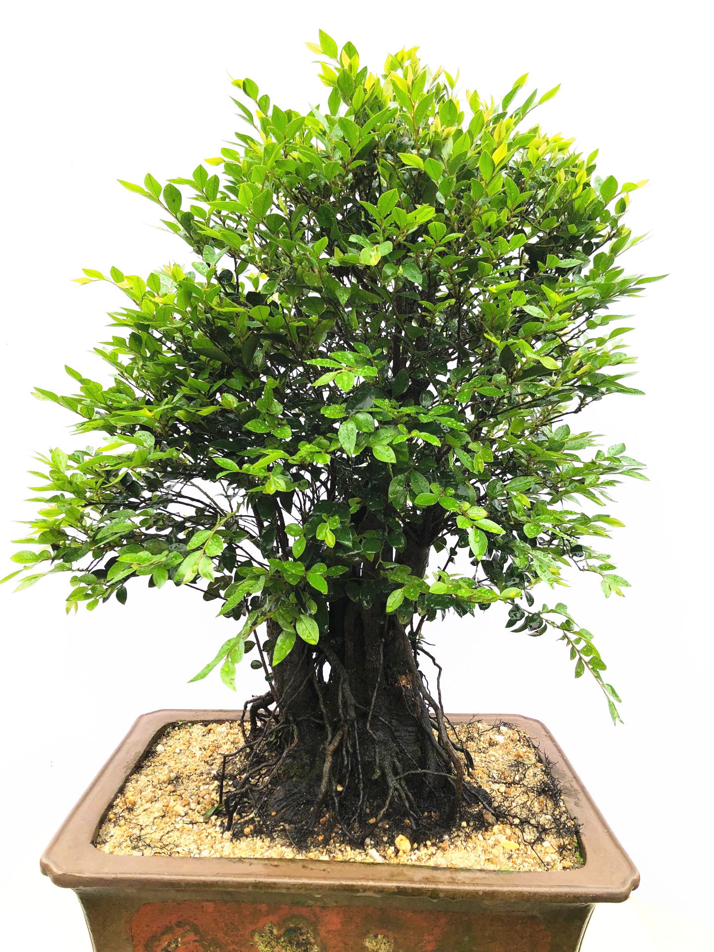 盆栽小叶紫檀盆景树桩含盆办公办公室室内桌面绿植