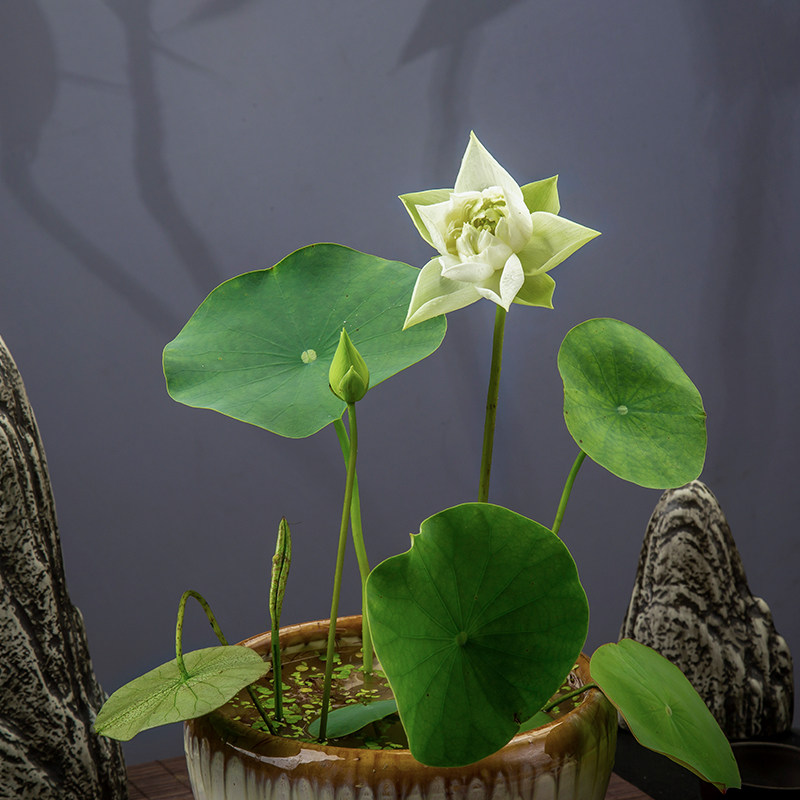 白鹤展翅金丰园艺03水培花卉纯白重瓣株型矮丰花新品荷花莲花