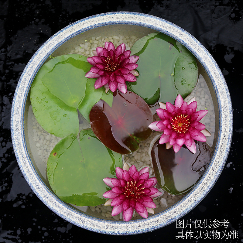 金丰金丰园园艺奥毛斯特特大型睡莲红色耐寒水培时令草本花卉