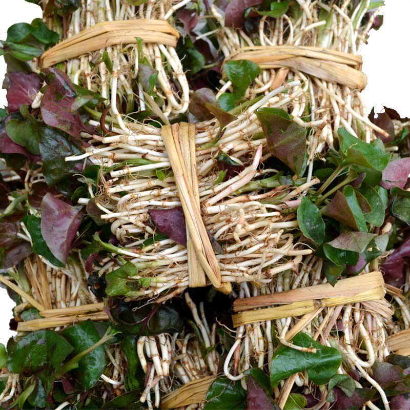 2斤免邮贵州野生耳根新鲜鱼腥草现发货嫩根鱼腥草