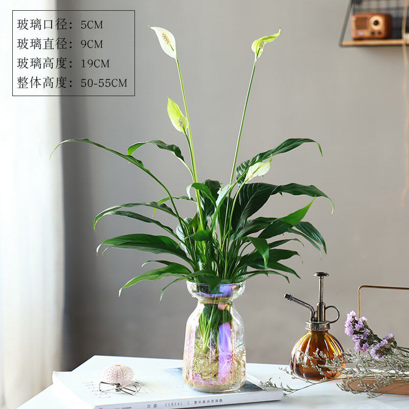 美酒白掌花一帆风顺绿植水培四季好养室内水养玻璃瓶绿植