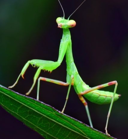 螳螂合集中华大刀螳广斧螳幽灵兰花圆盾神隐特色爬宠