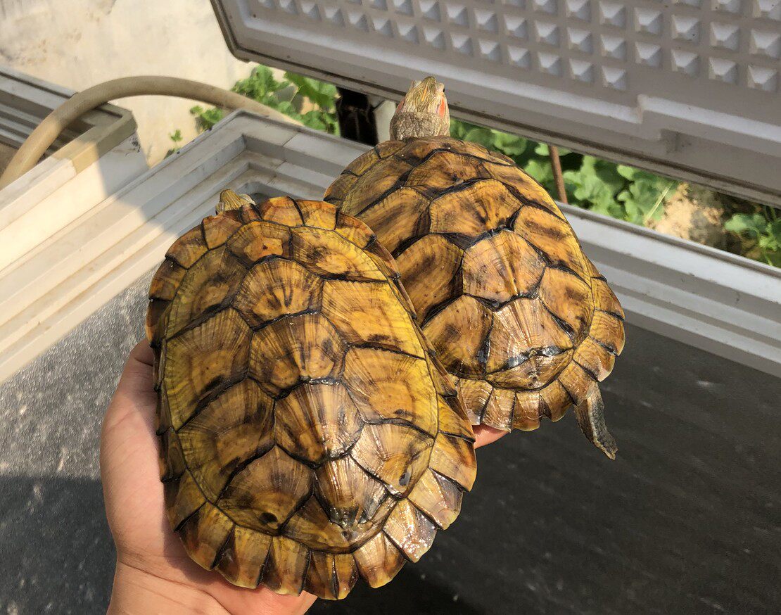 下蛋14斤外塘繁殖种龟巴西活体超大乌龟龟产龟