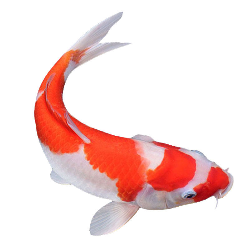 高端锦鲤活鱼冷水观赏鱼淡水好养耐活小型大型黄金凤尾鱼招财鱼苗