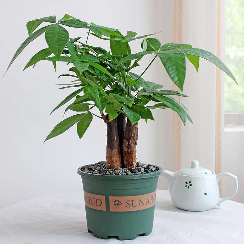 发财树盆栽小盆盆景客厅办公办公室室内绿植摇钱树绿植