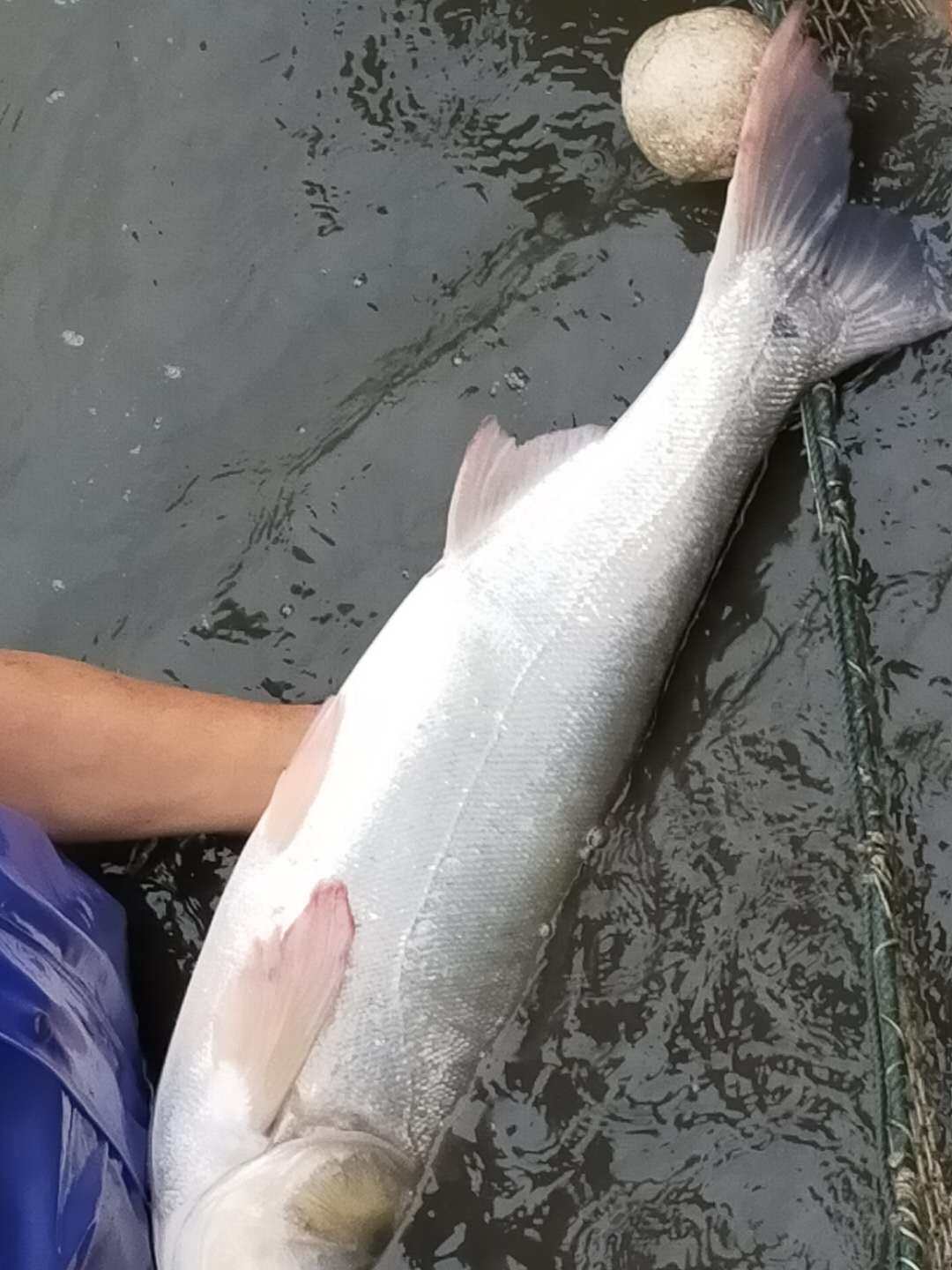 白鲢食用水质进化大家四大淡水养殖鱼苗肥水鱼