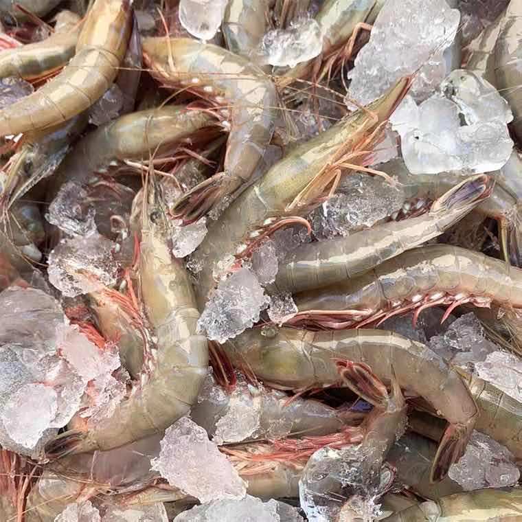 东海野生滑皮虾现鲜活壳活剑速冻呛虾特级大条活虾